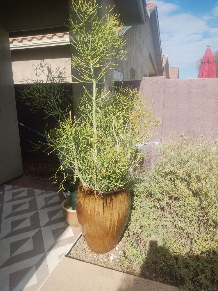 Flower Pot