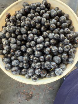 Blueberries