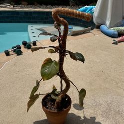 jessenia pothos for sale Pothos Jessenia Bright | medium