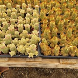 WHOLESALE!!! Mammillaria Elongata Cactus 