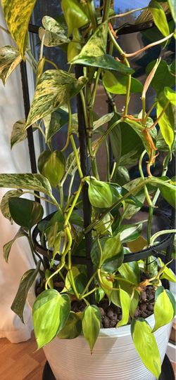 Variegated Philodendron Brasil Climbing Plant