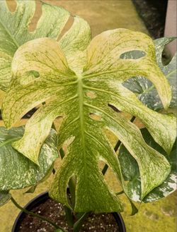 🌿 Monstera Mint – Large Mature Plant Available 🌿 8.5" pot