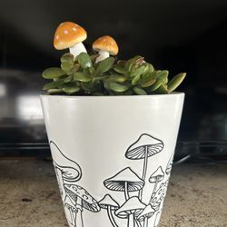 Beautiful Healthy Succulent In Cute Mushroom Pot