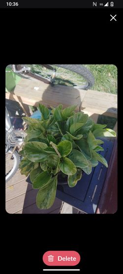 Jade succulent plant