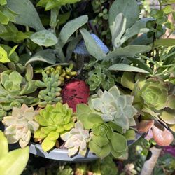 Beautiful Succulent Garden 🪴 