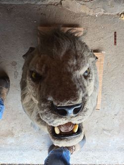 Antique Taxidermy Faux Lion Head on Plaque