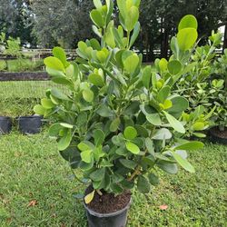 huge clusias About 4 feet tall Instant Privacy Hedge  For Fence all sizes available  5 feet 6 feet 7 feet 8 feet 9 feet