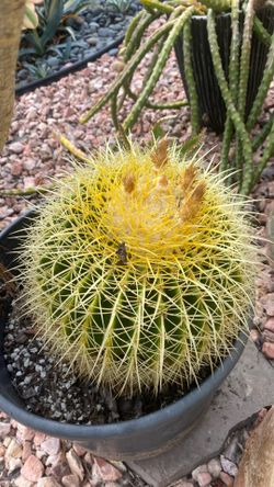 Barrel Cactus