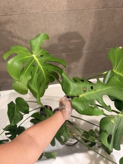 Monstera deliciosa tropical plant