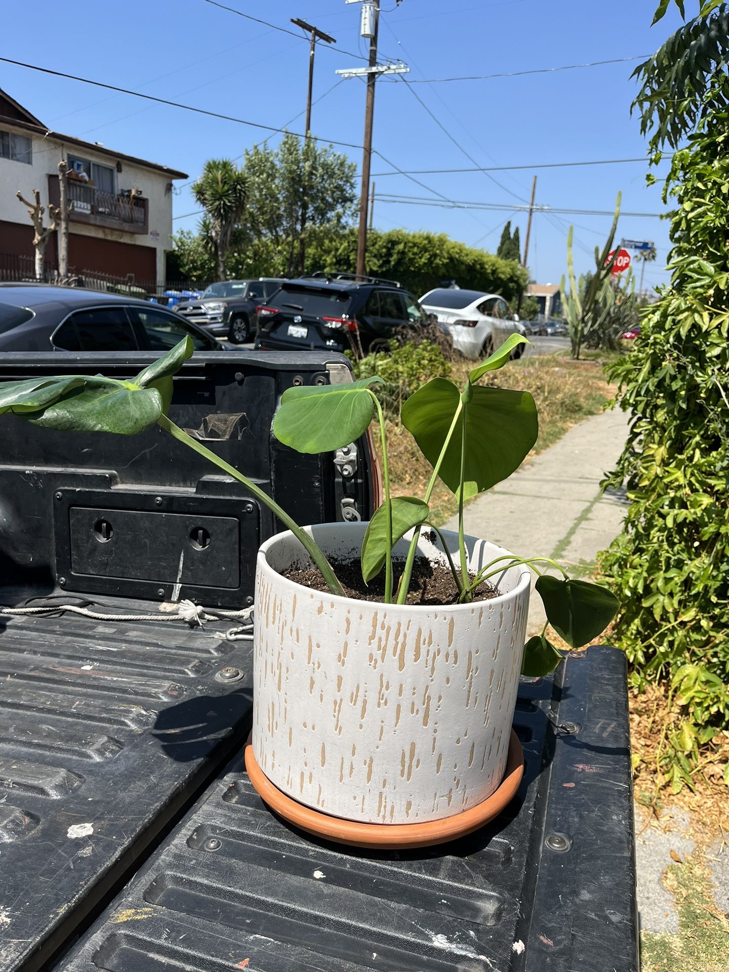 Healthy Monstera Pot And Plant 