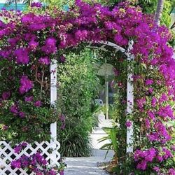 Purple bougainvilleas 🪴💜