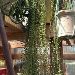 Strings Of Teardrops( Mother Plant)