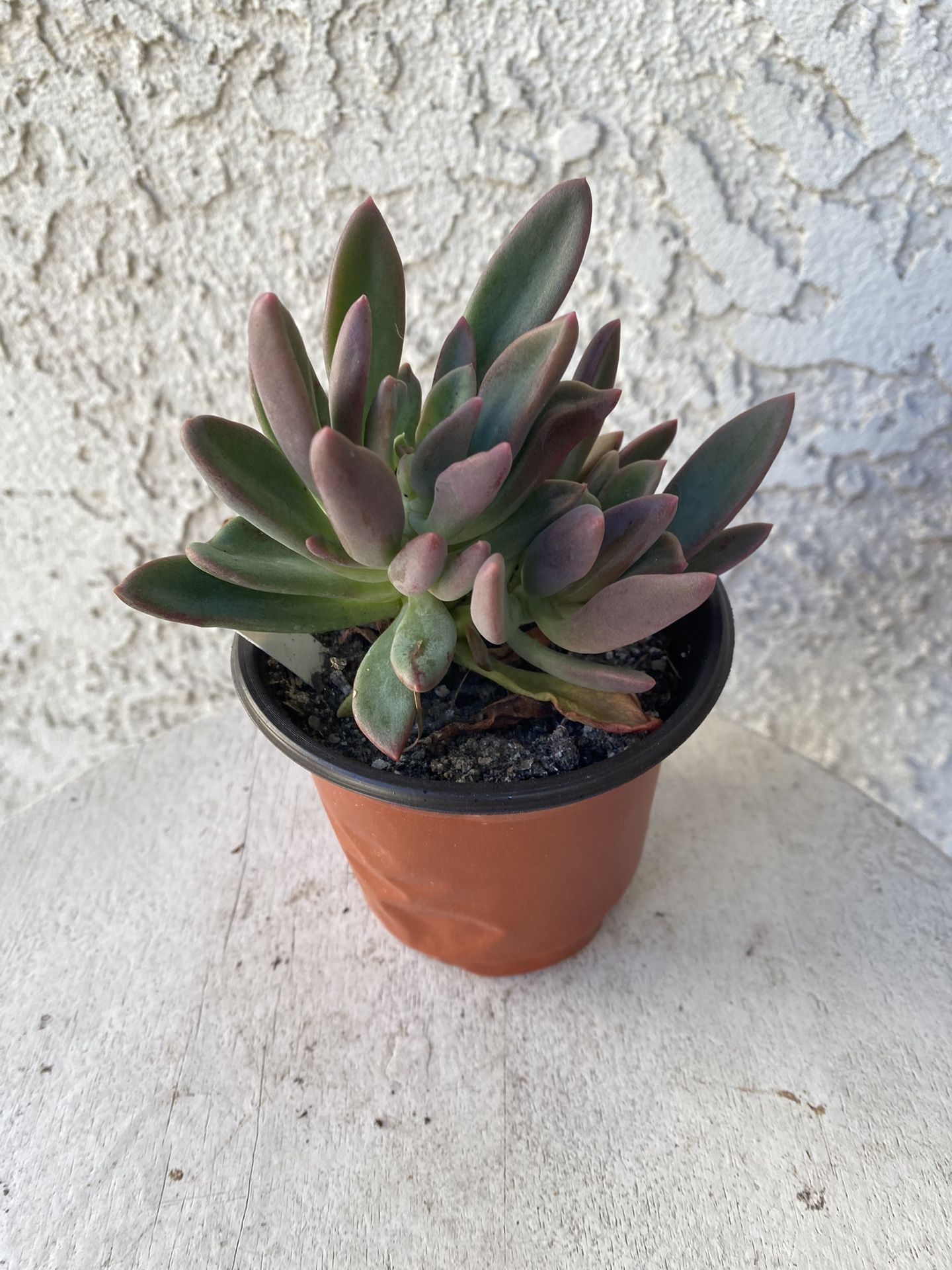 4 Inch Pot Succulent Plant - Crassula Lanuginosa - Dragon Tongue - Established Plant - Drought Resistant - 🪴