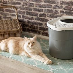 , Cat Litter Box with Perforated Lid, Odor-Free and No-Spill Litter, Large, Shovel, Including Toys