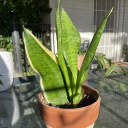 Baby Snake Plant