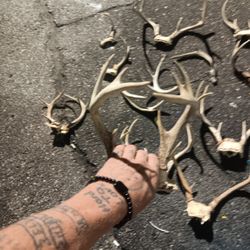 Elk And Deer Antlers 