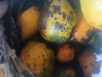 Mangos
