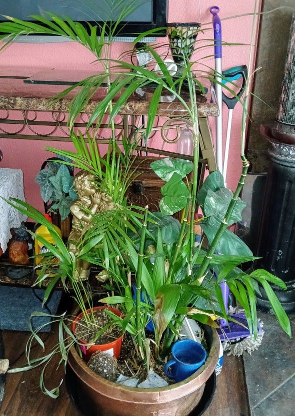 Lots Of HOUSE PLANTS for Sale. Moving