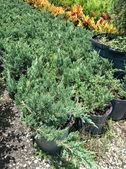 Juniper hedges 3gl $6