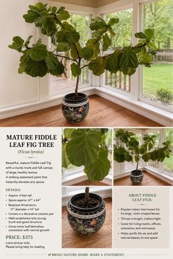 Mature Fiddle Leaf Fig Tree in Decorative Pot