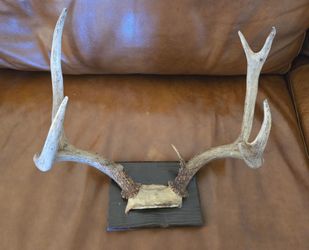 Deer Antler Rack Mounted on Wood Plaque