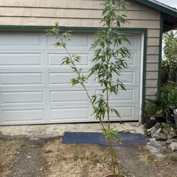 japanese bamboo