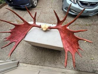 Large Moose Antler Skull Plate Mount