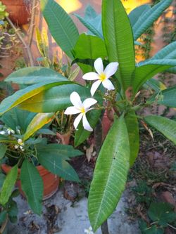 Pink plumeria