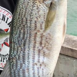 bass and perch setup  