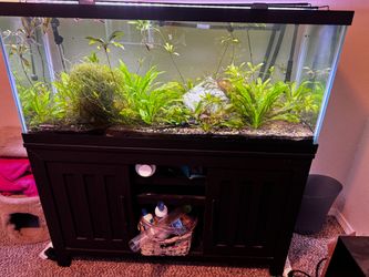 65gal planted aquarium setup with CO2