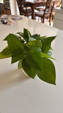 Rooted Pothos Cuttings – $5 – Ready to Plant