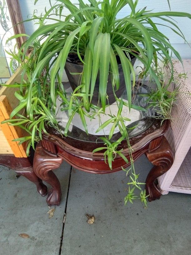 Plants