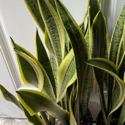 Today’s special: Premium/Full/lush ~2.5-3ft tall (10” pot) snake plant w/baby plant sprouting;95820  Now$69each Reg.$89each; 95820