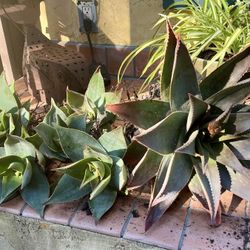 Beautiful Coral Aloe Plants/ Succulents 