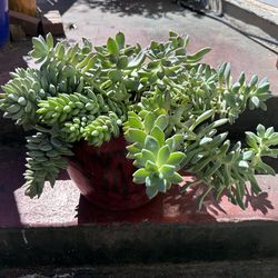 Assorted succulents in glazed 10”pot