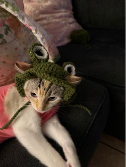 Cat hats