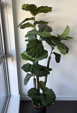 7’ Fiddle Leaf Artificial Plant