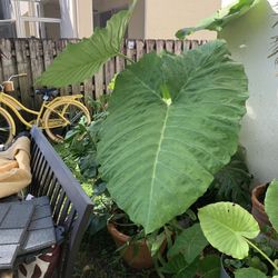 Elephant Ear Plants More !