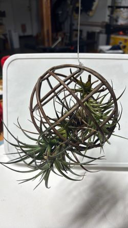 Airplant rod iron circle