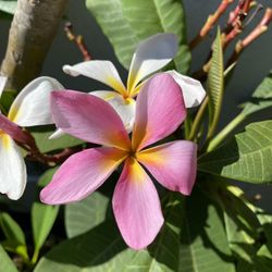 Plumeria