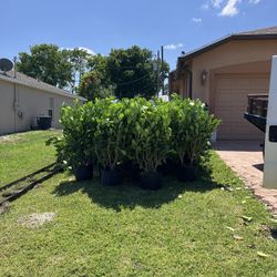 4 Feet Beautiful I Could Send you more pictures if you want