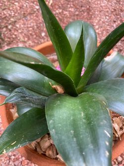 Jade Sansevieria Plant