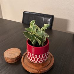 Plant With Red Vase $5. 