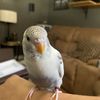 Austin