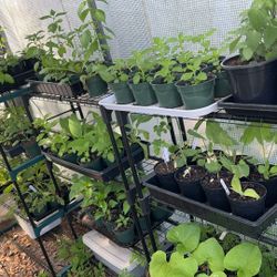 Live Medicinal Herb Plants 