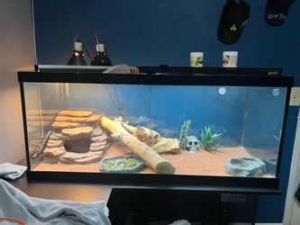 Bearded Dragon Enclosure