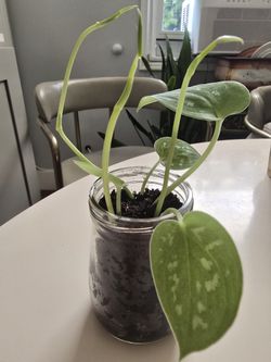 Silver Satin Pothos