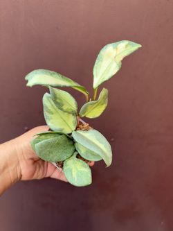 4” hoya argentea princess