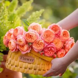 Rare Chinese Rose Plant-【juzhi】: Orange rose