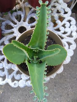 Plant